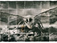 Doug and Mike Starn: Absorption of Light